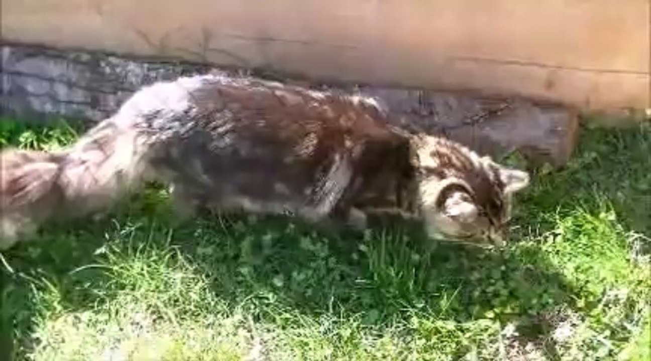 L’extérieur de la chatterie