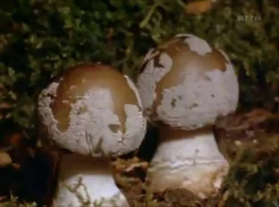 Die wunderbare Welt der Pilze