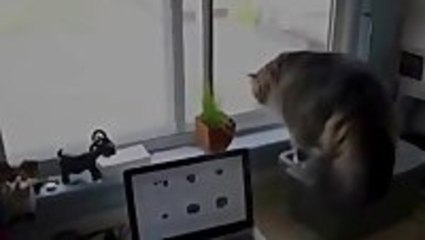 Cat Spots Something Outside