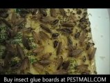 roach glue trap