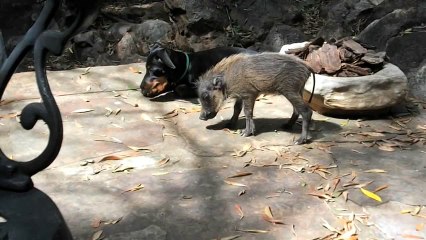 Baby Warthog Visits Family Dog