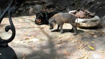 Baby Warthog Visits Family Dog