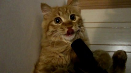 Rijka the Cat Loves His Vacuum