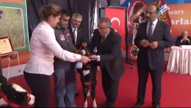 Buzağılar yem, sahipleri altın kazandı