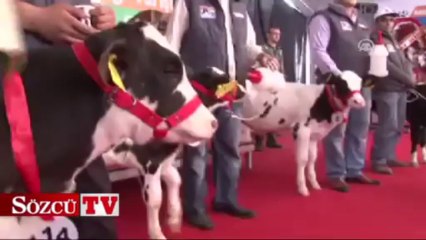 Buzağılar yem, sahipleri altın kazandı