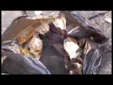 Napoli - Mistero sul ritrovamento di carcasse di animali (07.11.13)