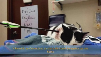 Transpercé par une flèche, le chat Eliot survit miraculeusement