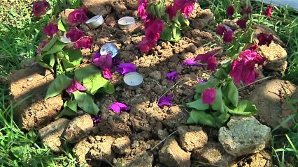 François : les chiens errants, véritable nuisance au quartier Cap-Est