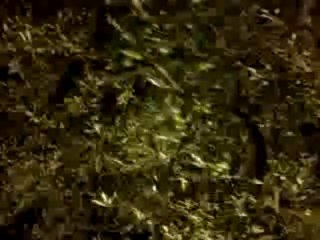 L'Olivier du rond point .