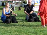 Au Chien Branché : Eric, ses chiens et les concours