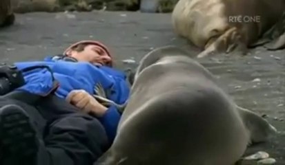 Seal pup just wants to cuddle!
