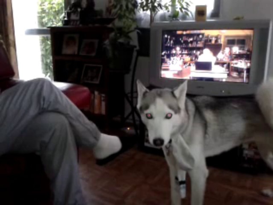 doyuchka qui fait le loup 009