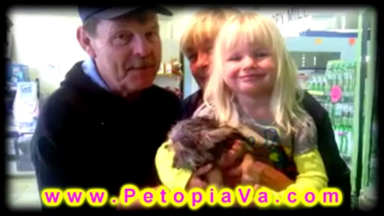 Puppies For Sale Virginia-Petopia-Pet Store Lynchburg VA