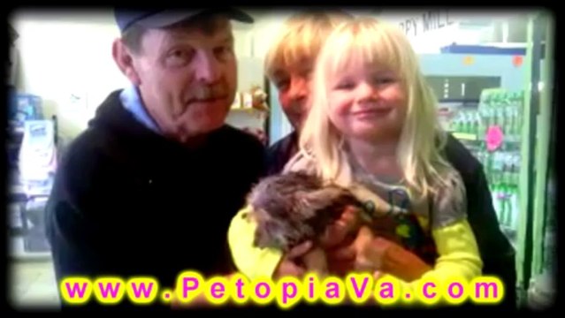 Puppies For Sale Virginia-Petopia-Pet Store Lynchburg VA