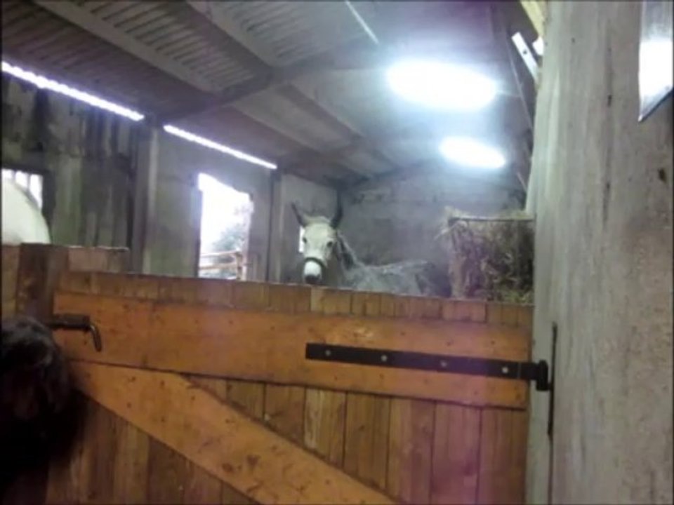 Bibi le 3 novembre