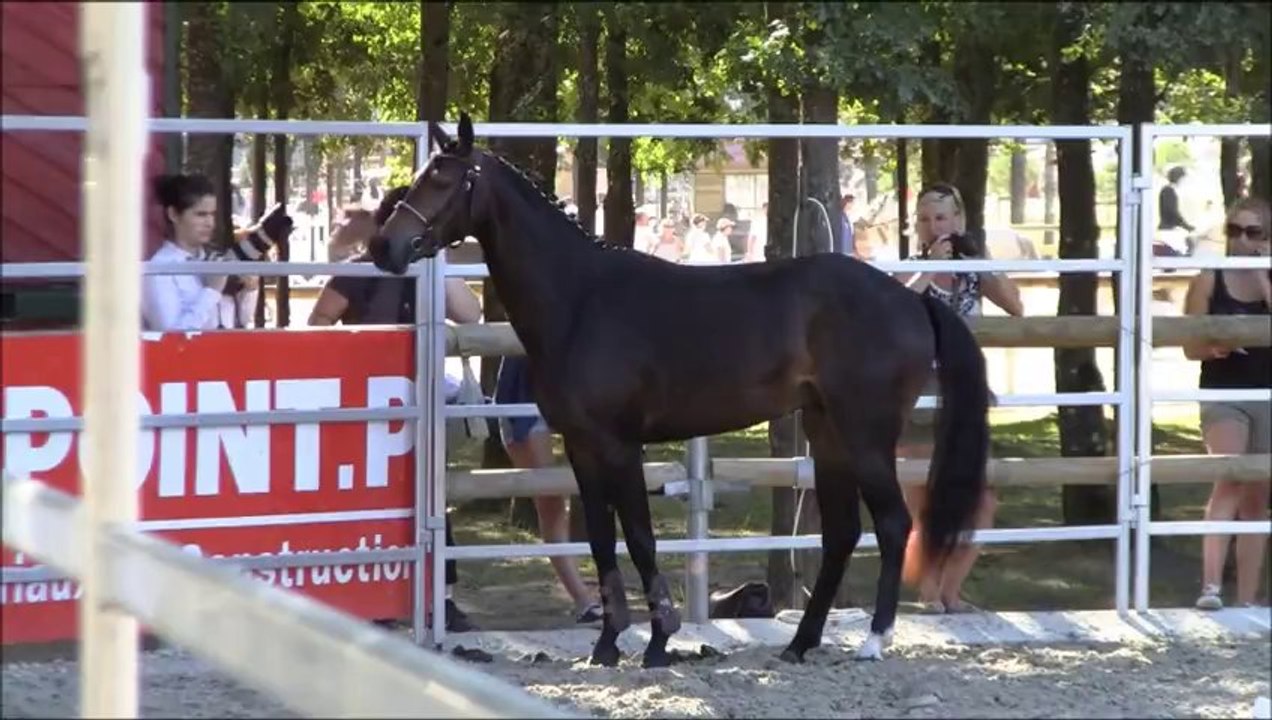 Addiction Alias Sologn Pony 2012