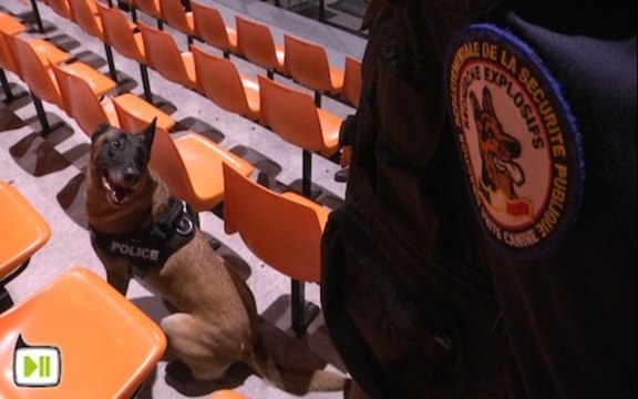Dynamite, chien flic, à la recherche d'explosifs