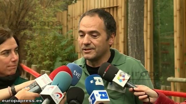 Zoo Aquarium de Madrid presenta a la cría de oso panda gigante