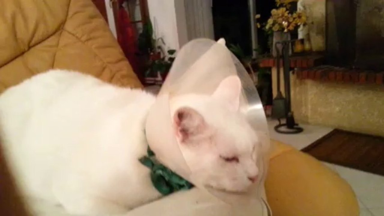 videobianco