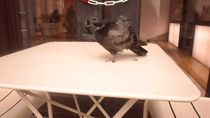 Le Pigeon Moderne et son Rêve de Flamant Rose 🦩