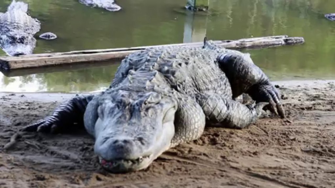 SLOW ALLIGATOR BASKING IN THE SUN - GIANT REPTILE