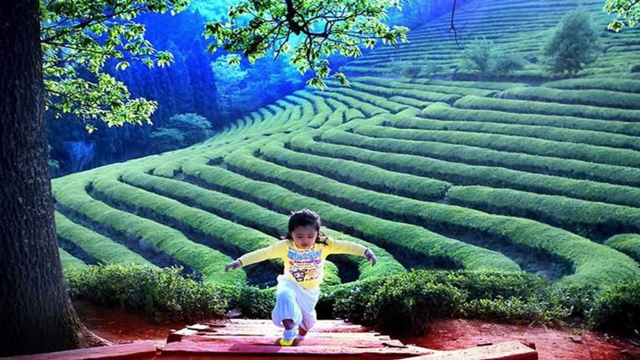 Terraced Rice Fields (PP720)