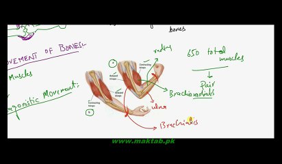 FSc Biology Book2, CH 16, LEC 15, Arrangement of Skeletal Muscles for Movement of Skeleton And Locomotion in Euglena