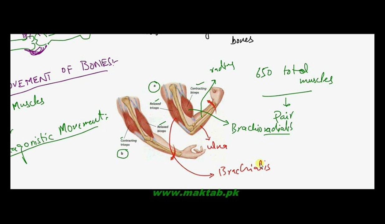 FSc Biology Book2, CH 16, LEC 15, Arrangement of Skeletal Muscles for Movement of Skeleton And Locomotion in Euglena