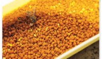 Bee Pollen Benefits Longevity in Humans