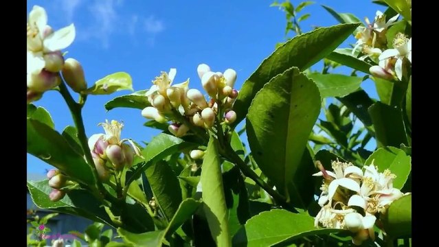 CAROLINA HERRERA CH L'Eau Туалетна Вода-Спрей