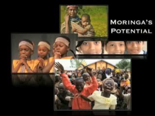 Moringa Tree of Life