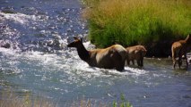 Lolo et le parc national de Yellowstone; par MBlais