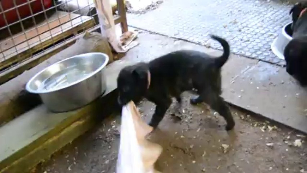 débourrage mordant femelle rose