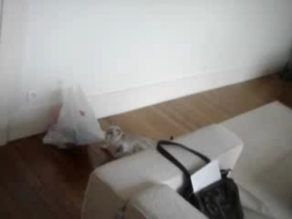 Cat going crazy