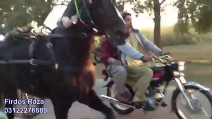 Shafqat zaman horse bablu jumma try 8-11-13
