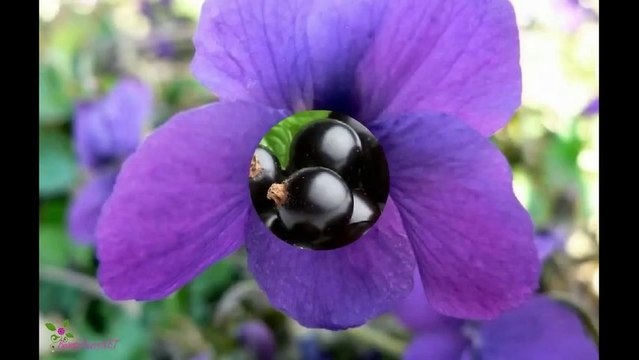 KENZO Flower Туалетна Вода-Спрей