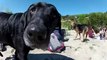 Des chiens trop mignons filmé en Grand angle avec une GoPro
