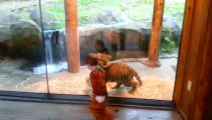 Boy In Tiger Costume Plays With Tiger Cub At The Zoo