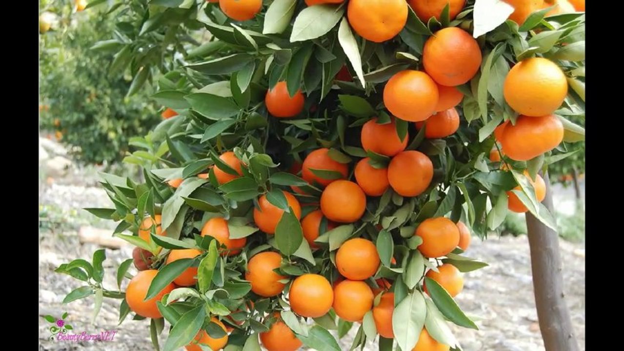 DOLCE & GABBANA Homme Light Blue Туалетна Вода-Спрей