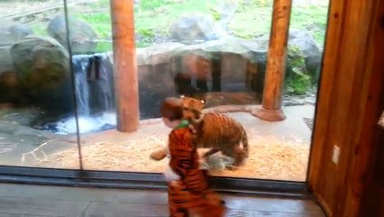 Télécharger la video: Un bébé tigre joue avec un enfant déguisé en tigre. Trop mignon!