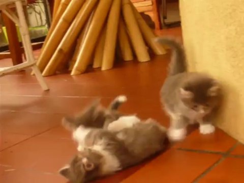 eveil chatons norvégiens