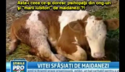 Legea lui Ionut - lege ucigasa_01