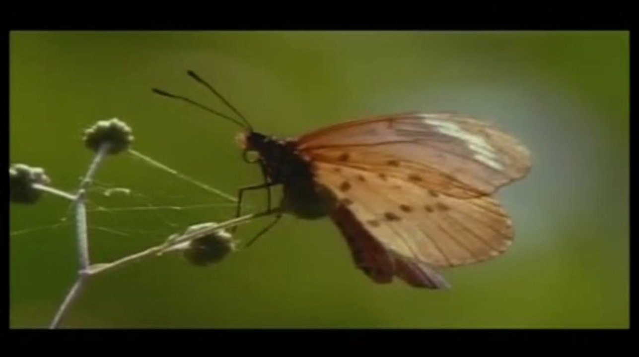 GORILAS - TIERNOS GIGANTES - DOCUMENTAL