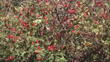 Limondan 60 kat fazla C vitamini içeriyor