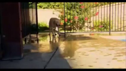 Cesar Millan S01 Ep01 D