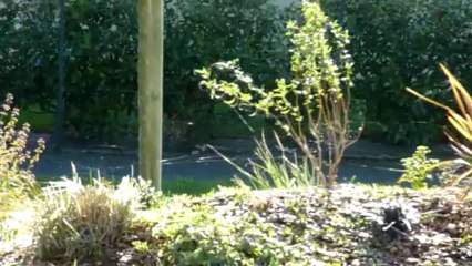 fils tombés du ciel