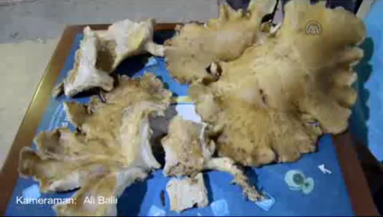 50 santimetre çapında mantar