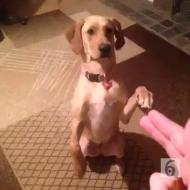 Dog Plays Dead