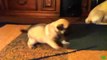 Puppies learning to walk Compilation