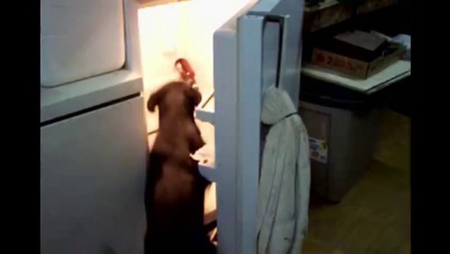 Labrador DOG Stuck In The Fridge! So funny!